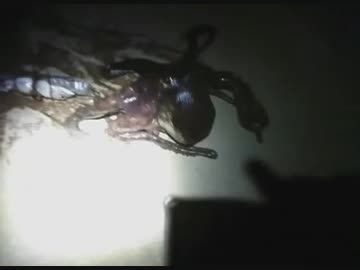 釣り　生主ｖｓタコ　１．５キロ　他３ハイ