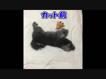 モモちゃん（犬）のヘアカット後が面白かった。