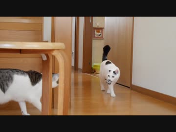 猫たちが走るとなにかがおこる！