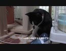 【Jean & Pont 671】ビデオ会議をしながら保護猫のお世話