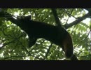 木の上でリラックス中のレッサーパンダ　レイカ２３歳OLの好きな動画