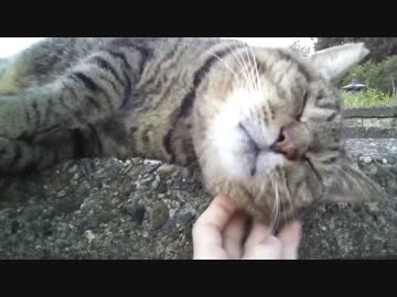 甘えん坊なキジトラ　ねこもふ４