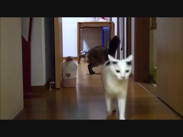 猫！ビックリ！