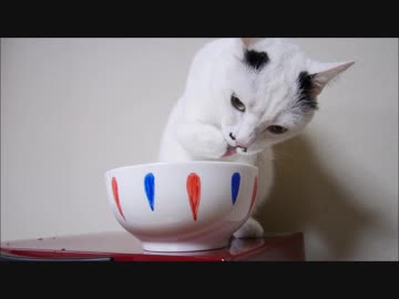 おててでお水を飲むかわいい猫□