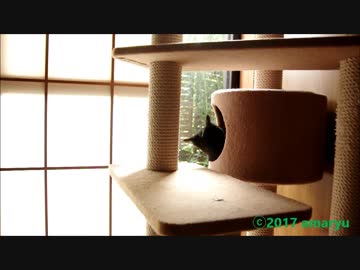 妙な動きをする仔猫