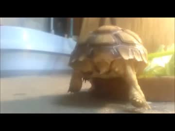 ケヅメリクガメ｡ある日の沙原さん④の、ケツ。　食事に夢中。