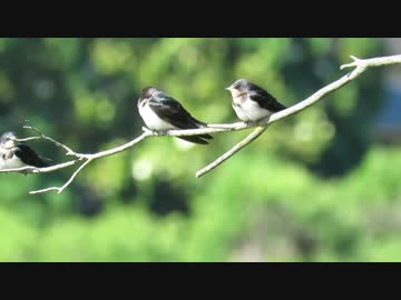 【鳥さんぽ】京都2017年6月【幼鳥たち】