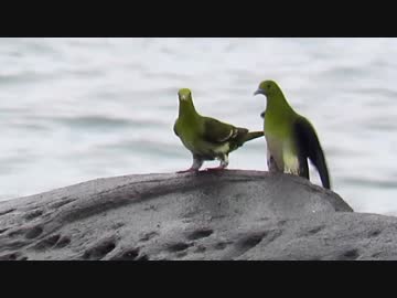 【鳥さんぽ】アオバト【大磯７月】