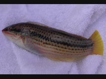 釣り動画ロマンを求めて 103釣目（アイクル：前編)