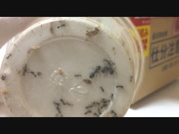 蟻戦争＃182 クロナガアリ初登場！・・・がいきなりピンチ編