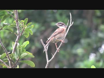 【鳥さんぽ】紀伊半島【旅路の鳥達】