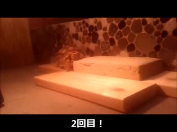 ケヅメリクガメ。ある日の沙原さん⑤　レンガ登頂に挑戦！