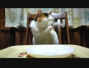 お猫のグルメ （身内向け）