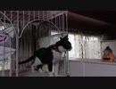 【Jean & Pont 675】ケージを出ない保護猫が３階からは出る