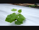 きゅうり栽培実況vol.9　背負動噴(せおいどうふん)と芽かぎ編