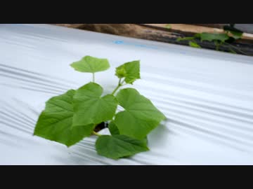 きゅうり栽培実況vol.9　背負動噴(せおいどうふん)と芽かぎ編