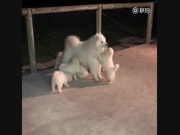 誰の子？俺の子？初めて子供たちに会ったお父さん