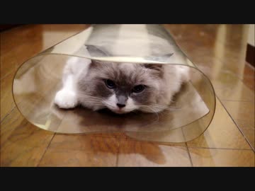 パカッとでてくる猫