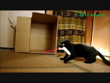 仔猫のテンション　～うぐろ～