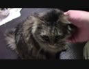 こんしゅうのおやつ【蒼民家の猫々】