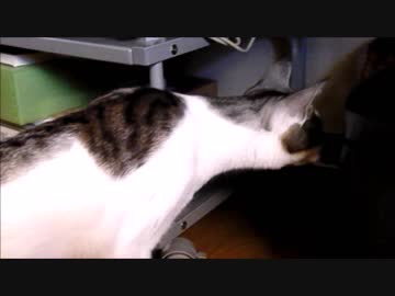 ビックリひっくり返る猫ネコ（o´艸`o）