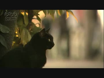 菅原一秀　繁華街の野良ネコ