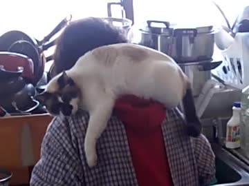 ネコストール