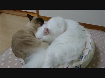 【HR299】いちゃこらするオス猫たち