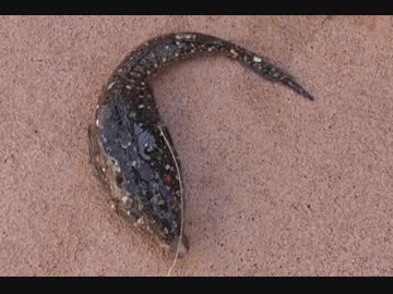 釣り動画ロマンを求めて 103釣目（アイクル：後編)