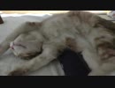 バンザイ寝相のかわいいにゃんこ。