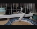 【Jean & Pont 681】過去最大級のフルパワー外遊びをする保護猫