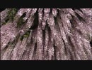 夜の藤棚が幻想的　グローバルライフ株式会社 | Global Life　スタッフ