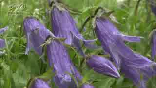 チシマギキョウの花アップ　菅原一秀