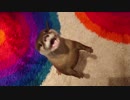 何かを伝えたくて立ち上がって話しかけてくるカワウソちぃたん☆