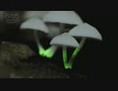 レイカ２３歳OLの気になる動画　光るキノコ