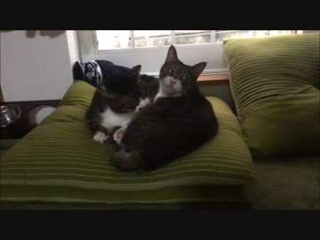 【こげつく】相変わらずペロリスト