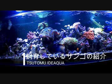 育てているサンゴの紹介