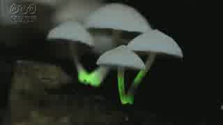 菅原一秀　暗闇で光るキノコ　by菅原一秀