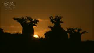 すがわら一秀　マダガスカルの夕景　byすがわら一秀