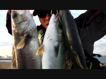 もっち釣動組合♪♯６ 前編【沖堤防でシーバス・イナダ】