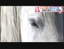 ユルリ島と、残された馬