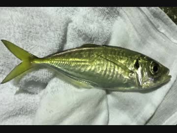 釣り動画ロマンを求めて 104釣目（ふれーゆ裏)