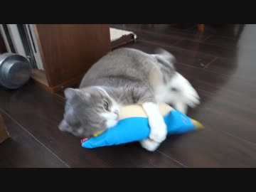 【モアクリ】 ネコキック大会