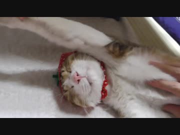 バンザイ猫いちごバージョン