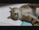 油断した猫の顔