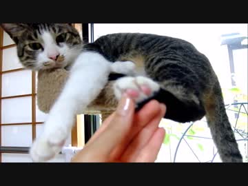 キャットタワーでくつろぐ猫ミルキーの観察　