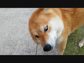 警報のような音を発する柴犬