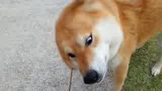 警報のような音を発する柴犬