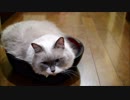 にゃんこそば職人