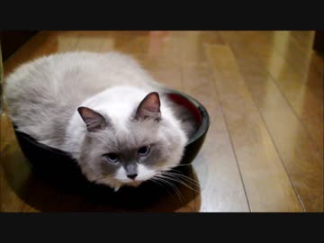 にゃんこそば職人